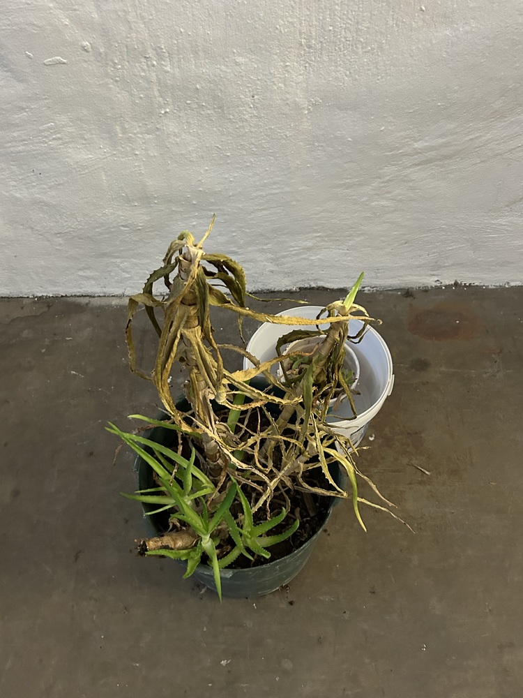 Rent A Store Sandton Self storage unit auction IB-2037