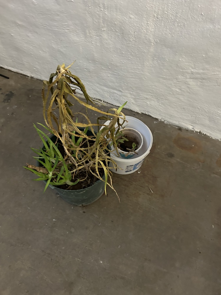 Rent A Store Sandton Self storage facility auction IB-2037